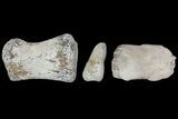 Composite Hadrosaur Finger - Alberta (Disposition #-) #71729-1